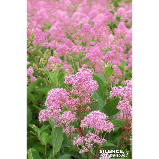 Ceanothe MARIE ROSE 65cm Silence ca pousse de Plantes Silence ça pousse dans Arbustes caducs en livraison