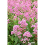 Ceanothe MARIE ROSE 65cm Silence ca pousse de Plantes Silence ça pousse dans Arbustes caducs en livraison