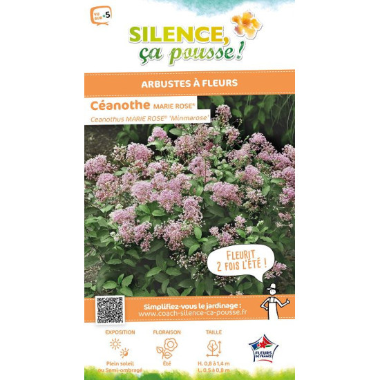 Ceanothe MARIE ROSE 65cm Silence ca pousse de Plantes Silence ça pousse dans Arbustes caducs en livraison