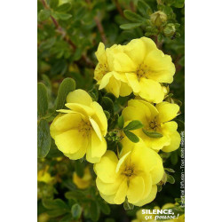 Potentille arbustive DOUBLE PUNCH GOLD 50cm de Plantes Silence ça pousse dans Arbustes caducs en livraison