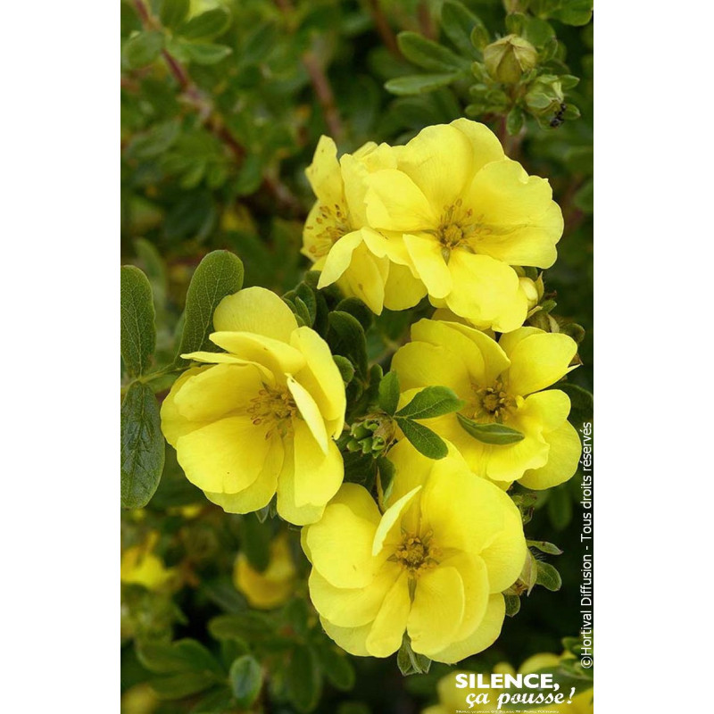 Potentille arbustive DOUBLE PUNCH GOLD 50cm de Plantes Silence ça pousse dans Arbustes caducs en livraison