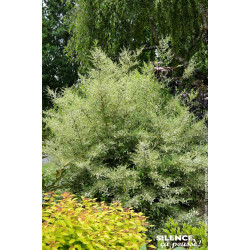 Troene ibota MUSLI 140cm Silence ca pousse de Plantes Silence ça pousse dans ZZ hortival