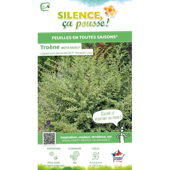 Troene ibota MUSLI 140cm Silence ca pousse de Plantes Silence ça pousse dans ZZ hortival