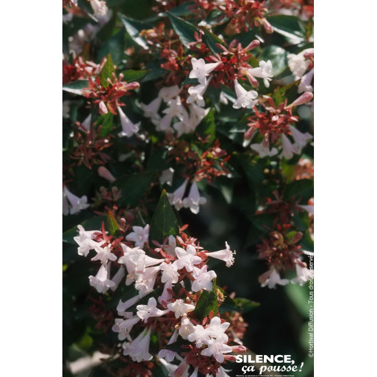 Abelia a grandes fleurs Semperflorens 120cm de Plantes Silence ça pousse dans Arbustes persistants en livraison