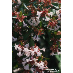 Abelia a grandes fleurs Semperflorens 120cm de Plantes Silence ça pousse dans Arbustes persistants en livraison
