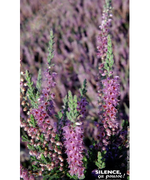 Callune Silver Knight, Bruyere commune 30cm de Plantes Silence ça pousse dans Plantes à petits fruits (kiwi, myrtilles, grose...