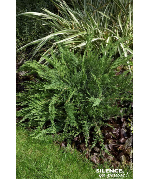 Genevrier Sabine a feuilles de Tamaris 50cm de Plantes Silence ça pousse dans Conifères de rocailles en livraison