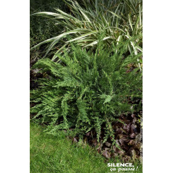 Genevrier Sabine a feuilles de Tamaris 50cm de Plantes Silence ça pousse dans Conifères de rocailles en livraison