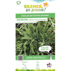 Genevrier Sabine a feuilles de Tamaris 50cm de Plantes Silence ça pousse dans Conifères de rocailles en livraison