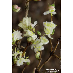 Chevrefeuille arbustif dhiver parfume 80cm de Plantes Silence ça pousse dans Plantes à petits fruits (kiwi, myrtilles, grosei...
