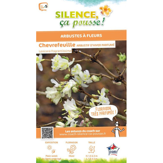 Chevrefeuille arbustif dhiver parfume 80cm de Plantes Silence ça pousse dans Plantes à petits fruits (kiwi, myrtilles, grosei...