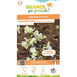 Chevrefeuille arbustif dhiver parfume 80cm de Plantes Silence ça pousse dans Plantes à petits fruits (kiwi, myrtilles, grosei...