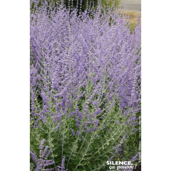 PEROVSKIA ATRI,BLUE SPIRE C4,5 TF/BU de Plantes Silence ça pousse dans Arbustes caducs en livraison