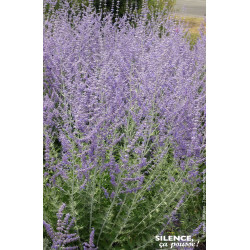PEROVSKIA ATRI,BLUE SPIRE C4,5 TF/BU de Plantes Silence ça pousse dans Arbustes caducs en livraison