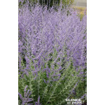 PEROVSKIA ATRI,BLUE SPIRE C4,5 TF/BU de Plantes Silence ça pousse dans Arbustes caducs en livraison