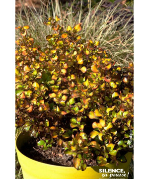 Coprosma Pina Colada 50cm Silence ca pousse de Plantes Silence ça pousse dans Plantes à petits fruits (kiwi, myrtilles, grose...