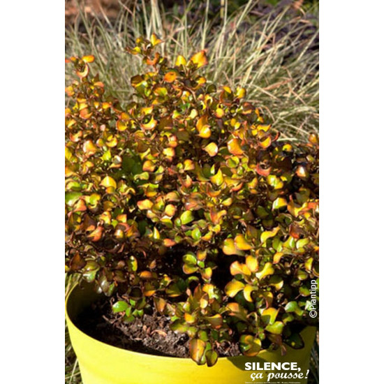 Coprosma Pina Colada 50cm Silence ca pousse de Plantes Silence ça pousse dans Plantes à petits fruits (kiwi, myrtilles, grose...