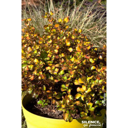Coprosma Pina Colada 50cm Silence ca pousse de Plantes Silence ça pousse dans Plantes à petits fruits (kiwi, myrtilles, grose...