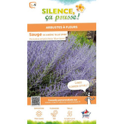 PEROVSKIA ATRI,BLUE SPIRE C4,5 TF/BU de Plantes Silence ça pousse dans Arbustes caducs en livraison