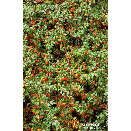 Cotoneaster Skogholm 50cm Silence ca pousse de Plantes Silence ça pousse dans Arbustes persistants en livraison