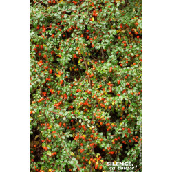 Cotoneaster Skogholm 50cm Silence ca pousse de Plantes Silence ça pousse dans Arbustes persistants en livraison