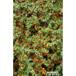 Cotoneaster Skogholm 50cm Silence ca pousse de Plantes Silence ça pousse dans Arbustes persistants en livraison