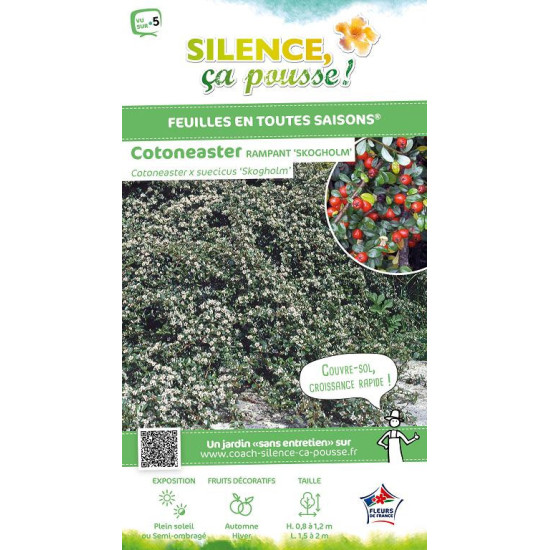 Cotoneaster Skogholm 50cm Silence ca pousse de Plantes Silence ça pousse dans Arbustes persistants en livraison