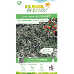 Cotoneaster Skogholm 50cm Silence ca pousse de Plantes Silence ça pousse dans Arbustes persistants en livraison