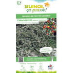 Cotoneaster Skogholm 50cm Silence ca pousse de Plantes Silence ça pousse dans Arbustes persistants en livraison