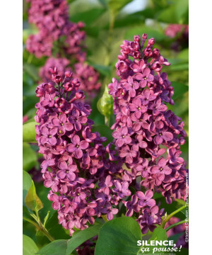 Lilas commun Souvenir de Louis Spaeth 120cm de Plantes Silence ça pousse dans Arbustes caducs en livraison