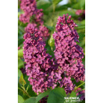 Lilas commun Souvenir de Louis Spaeth 120cm de Plantes Silence ça pousse dans Arbustes caducs en livraison