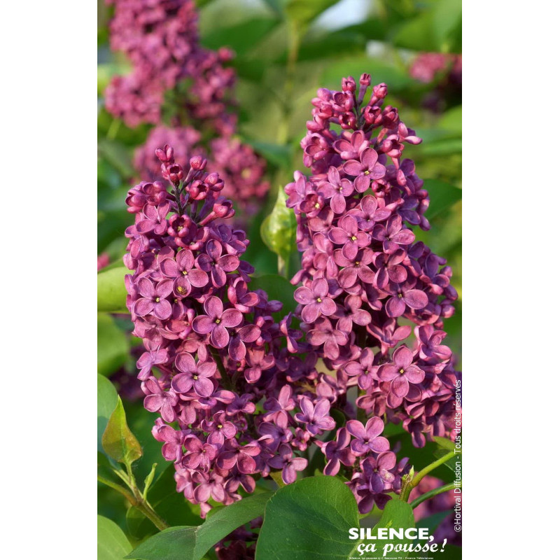Lilas commun Souvenir de Louis Spaeth 120cm de Plantes Silence ça pousse dans Arbustes caducs en livraison