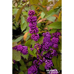 Callicarpa de Bodinier IMPERIAL PEARL 100cm de Plantes Silence ça pousse dans Arbustes caducs en livraison