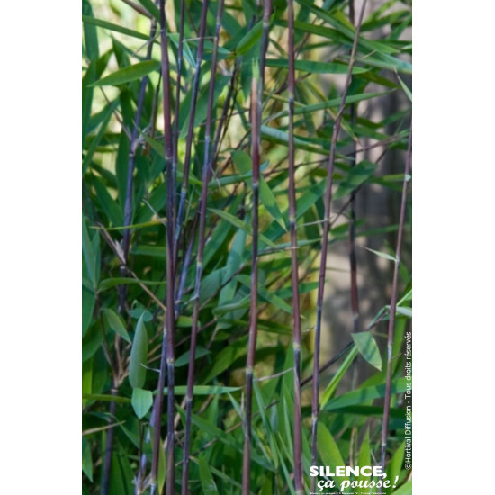 Fargesia Black Pearl 80cm Silence ca pousse de Plantes Silence ça pousse dans Bambous en livraison