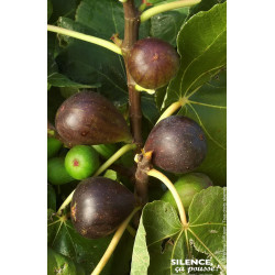 Figuier Brown Turkey 50cm Silence ca pousse de Plantes Silence ça pousse dans Fruitiers en livraison