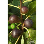 Figuier Brown Turkey 50cm Silence ca pousse de Plantes Silence ça pousse dans Fruitiers en livraison
