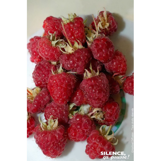 Framboisier Heritage 80cm Silence ca pousse de Plantes Silence ça pousse dans Plantes à petits fruits (kiwi, myrtilles, grose...