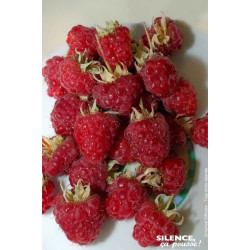 Framboisier Heritage 80cm Silence ca pousse de Plantes Silence ça pousse dans Plantes à petits fruits (kiwi, myrtilles, grose...