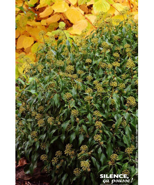 Lierre en arbre nain 65cm Silence ca pousse de Plantes Silence ça pousse dans Plantes à petits fruits (kiwi, myrtilles, grose...