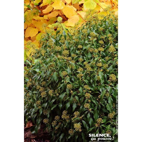 Lierre en arbre nain 65cm Silence ca pousse de Plantes Silence ça pousse dans Plantes à petits fruits (kiwi, myrtilles, grose...