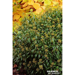 Lierre en arbre nain 65cm Silence ca pousse de Plantes Silence ça pousse dans Plantes à petits fruits (kiwi, myrtilles, grose...