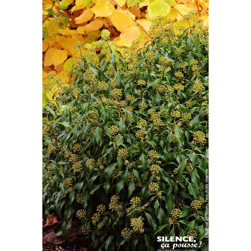 Lierre en arbre nain 65cm Silence ca pousse de Plantes Silence ça pousse dans Plantes à petits fruits (kiwi, myrtilles, grose...