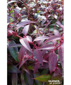 LEUCOTHOE KEIS,ROYAL RUBY C4,5 TF/BU de Plantes Silence ça pousse dans Plantes à petits fruits (kiwi, myrtilles, groseilles, ...
