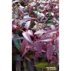 LEUCOTHOE KEIS,ROYAL RUBY C4,5 TF/BU de Plantes Silence ça pousse dans Plantes à petits fruits (kiwi, myrtilles, groseilles, ...