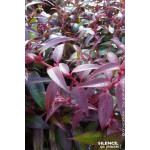 LEUCOTHOE KEIS,ROYAL RUBY C4,5 TF/BU de Plantes Silence ça pousse dans Plantes à petits fruits (kiwi, myrtilles, groseilles, ...