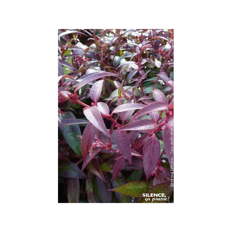 LEUCOTHOE KEIS,ROYAL RUBY C4,5 TF/BU de Plantes Silence ça pousse dans Plantes à petits fruits (kiwi, myrtilles, groseilles, ...