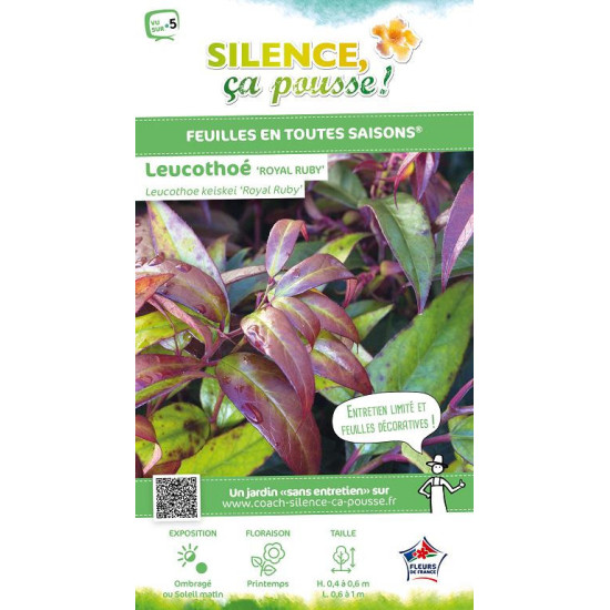 LEUCOTHOE KEIS,ROYAL RUBY C4,5 TF/BU de Plantes Silence ça pousse dans Plantes à petits fruits (kiwi, myrtilles, groseilles, ...