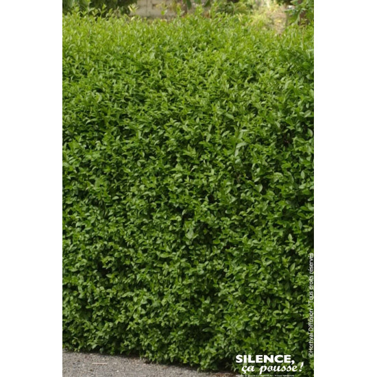 Troene de Californie 80cm Silence ca pousse de Plantes Silence ça pousse dans Plantes à petits fruits (kiwi, myrtilles, grose...