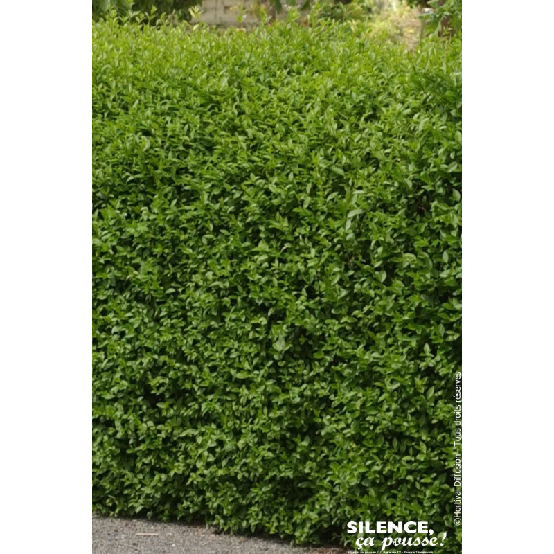 Troene de Californie 80cm Silence ca pousse de Plantes Silence ça pousse dans Plantes à petits fruits (kiwi, myrtilles, grose...
