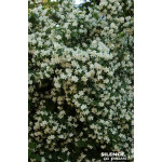 Seringat des jardins 50cm Silence ca pousse de Plantes Silence ça pousse dans Arbustes caducs en livraison